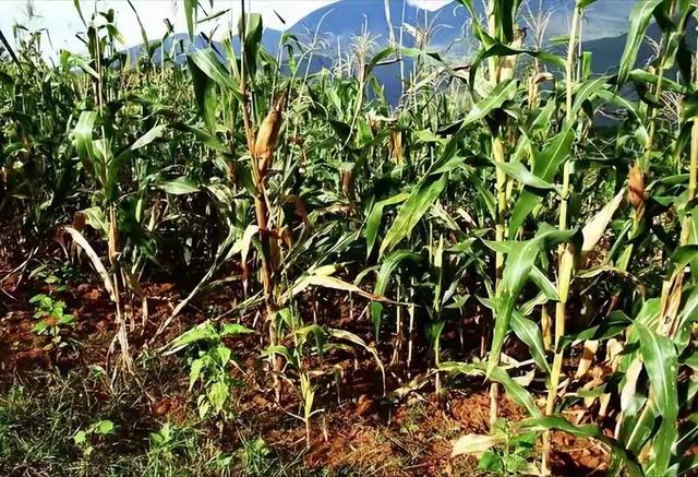 河南老玉米火了，淀粉含量惊人，堪比黄金