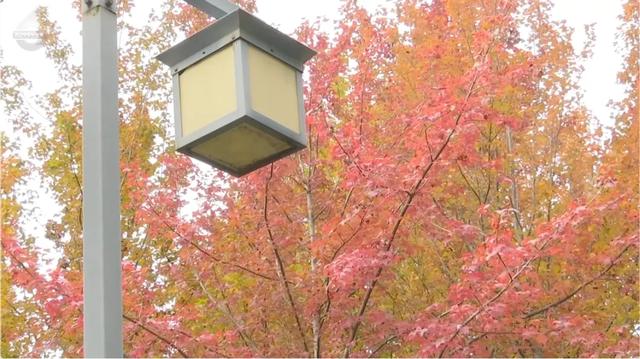 200亩枫海,11月初红艳上线!快来这里赏 “秋日大片”~