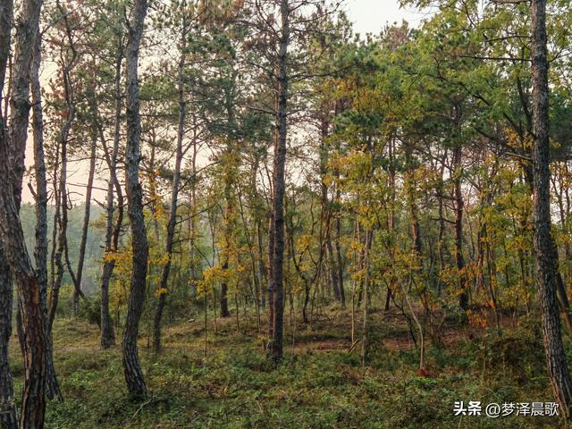 应城：有名店林场林荫步道 让你邂逅四季生态画卷