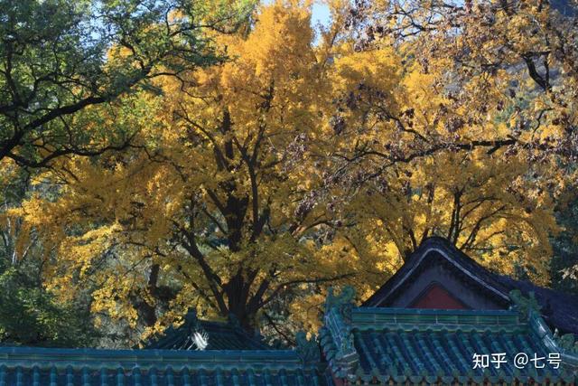 在八大处，寻到了北京最美的秋