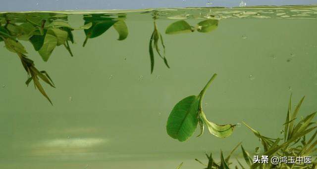 谈谈浮脉的感觉、机理以及临床意义