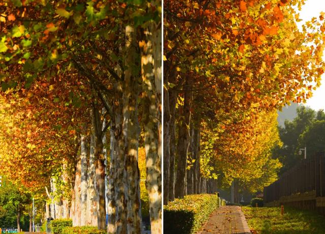 避开人群！两江新区这条梧桐大道，独享初冬金色浪漫