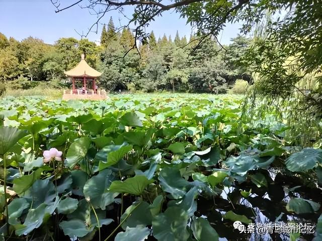 中山公园小西湖凉亭突然坍塌!重建还不到一年