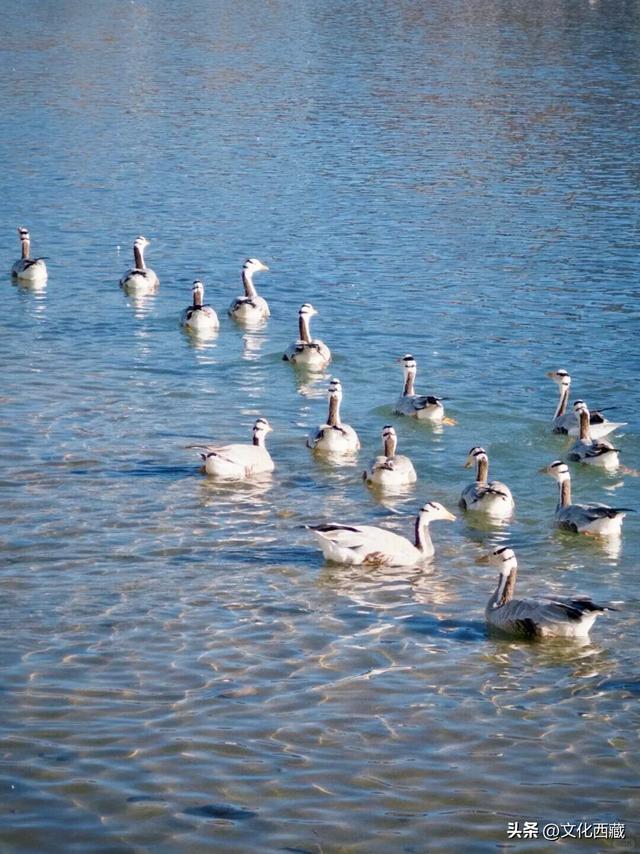 结冰后，美成油画！你见过这样的拉萨吗？