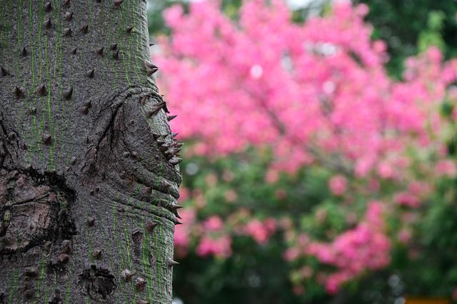 深活指南｜免费！深圳这些赏花点美成漫画，不允许有人不知道！