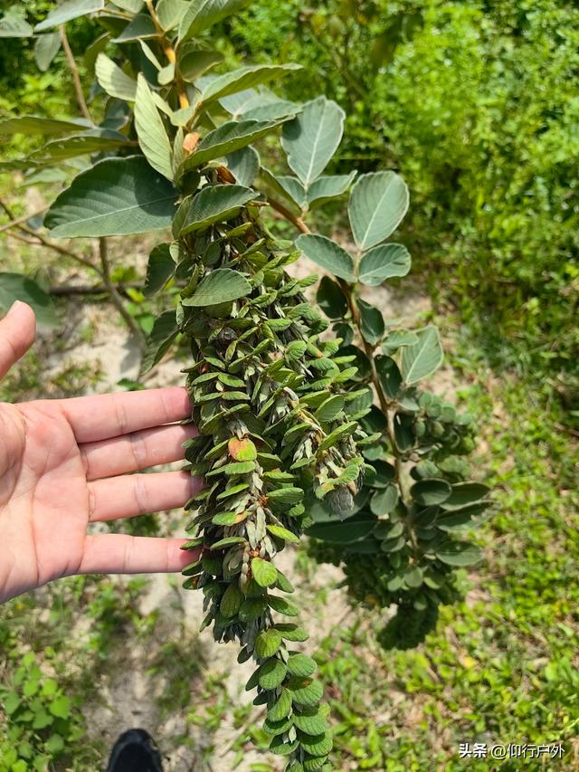揭西猴面石徒步登山