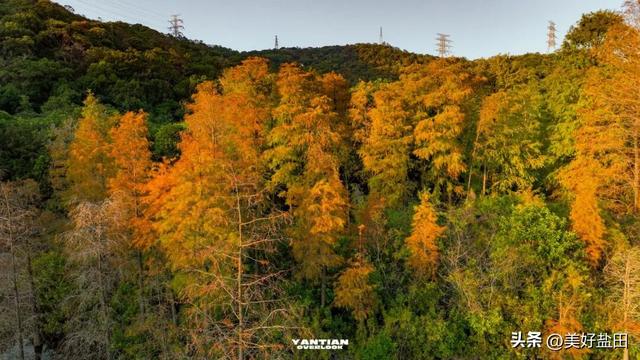发现深圳“阿勒泰”这些机位的人，真是天才！
