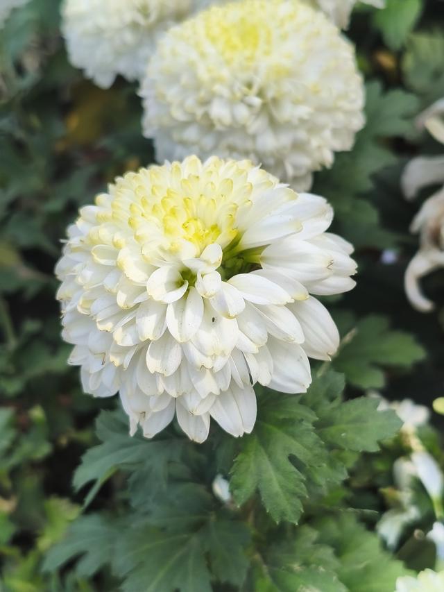 生活日常分享，独自赏花经历，以供大家娱乐