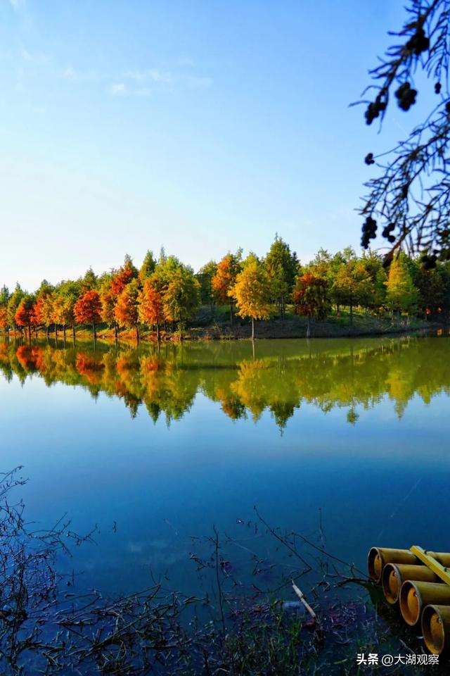 美成油画！合肥这片红衫林，藏不住了！