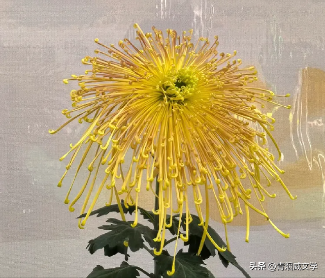 趵突菊韵 锦绣泉城