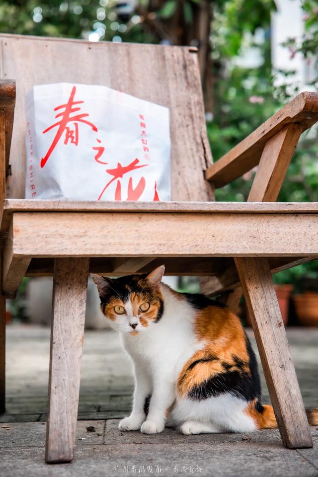 一秒回到小时候！这个假期，最全攻略带你玩转番禺“民俗”→