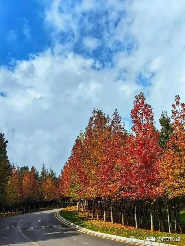 美上央媒！昆明红了！走走走，打卡最美枫景去，超全攻略速收藏→