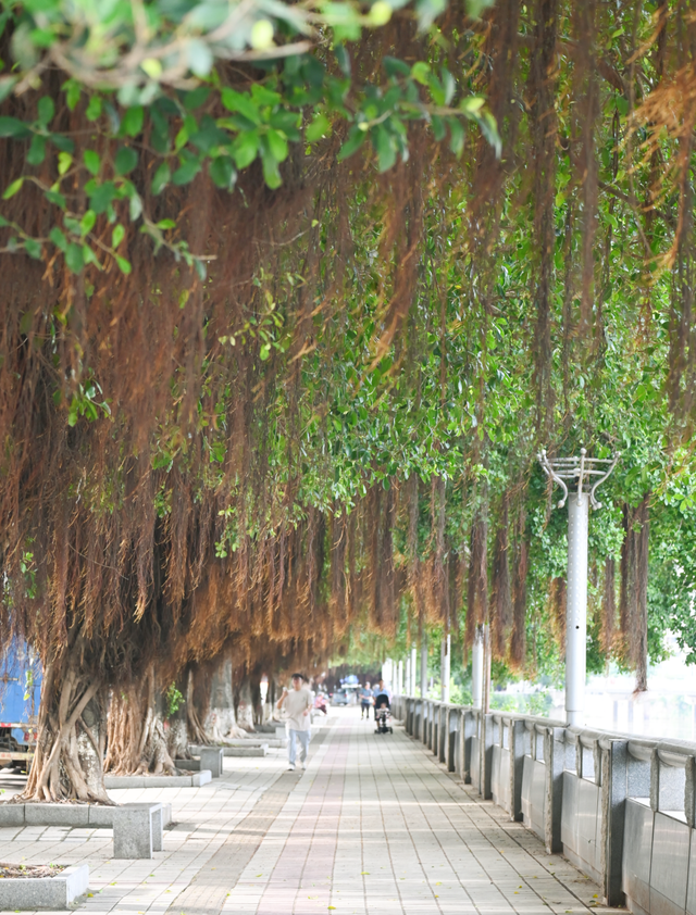 怀集“绿”镜，可以在秋天调出一片春和景明！
