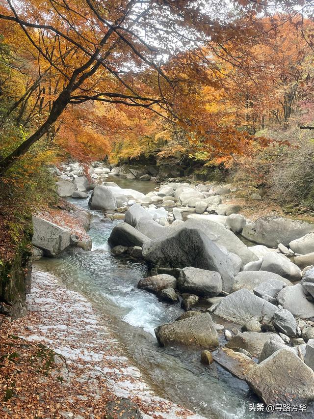 晨光下，米仓山的秋色在眼前一点点展开