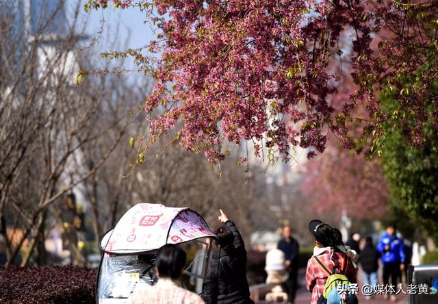 六盘水市水城河畔冬樱和梅花盛开鸟语花香引客来