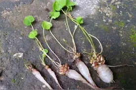 根似萝卜花朵粉红色，农村大片生长，农民讨厌，儿时挖根当零食吃图片