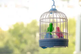 初中英语单词打卡（七下C）图片