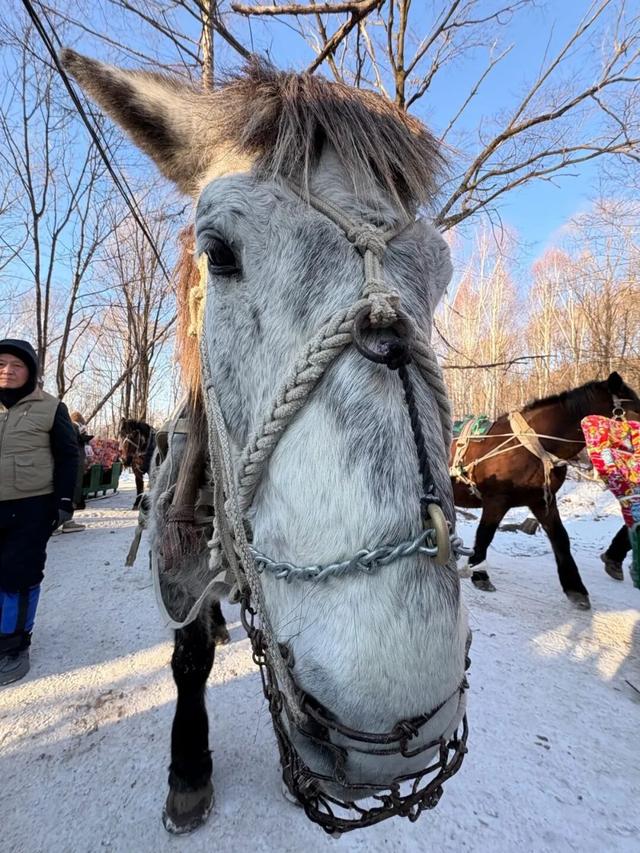 爆火的东北游里，“比家猫还乖”的雪狐不正常