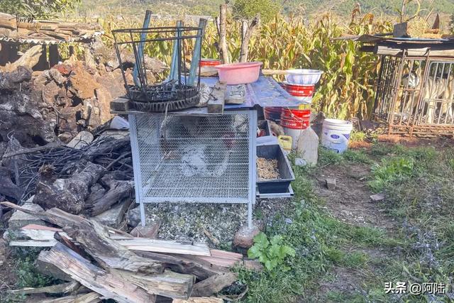 在泸沽湖畔掰玉米,体验大凉山彝族人的农村生活,辛苦并快乐着