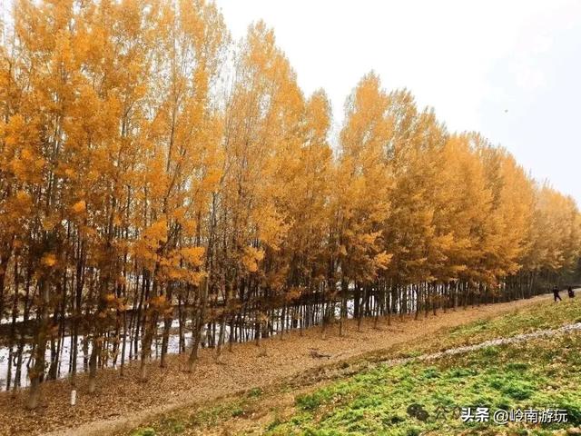 全部免费！渭河南河堤路赏秋攻略大全，那风景简直美爆了！