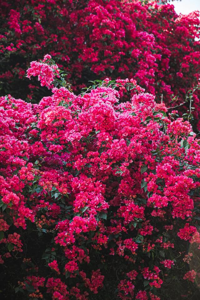 初冬“梅”好时光已至，惠城处处皆“花路”