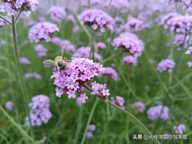 带您参观长沙月亮岛公园