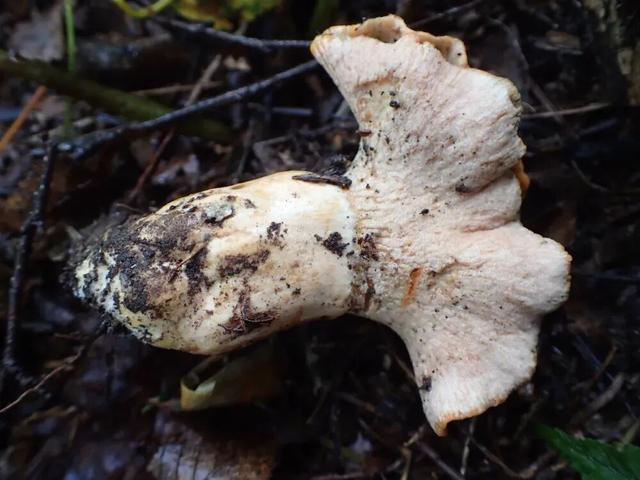 这蘑菇吃着竟然有龙虾味？背后还藏着一起“谋杀案”？