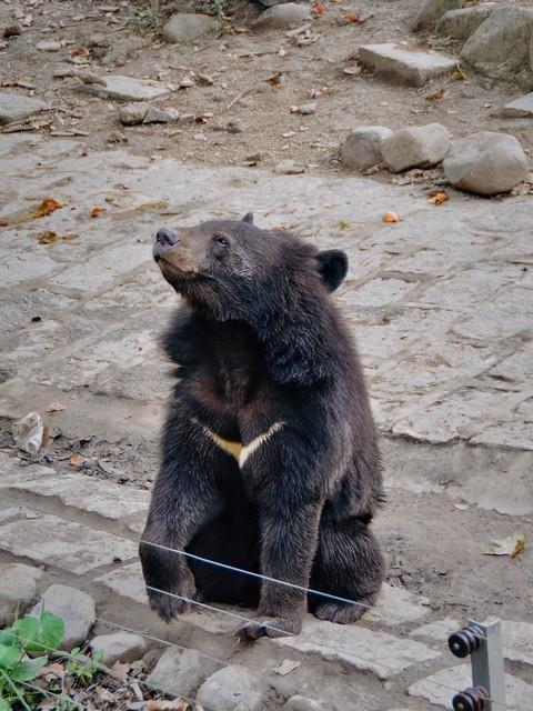 黑熊到底有多可怕？老猎人40年前的一段经历，让人后背发凉