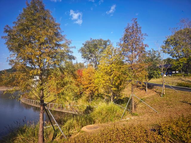 从丽康路穿荔园溪谷至西丽湖绿道骑行随拍