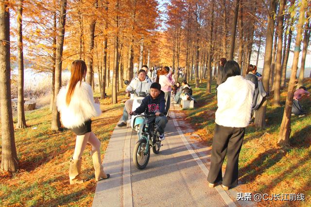 河南淮滨：湖畔杉红，游人来