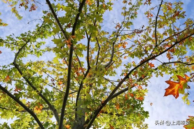 谁懂啊！这些打卡地的秋，连落叶都在教你拍照→