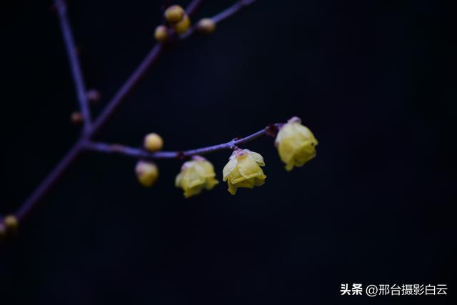 达活泉公园腊梅（美图）