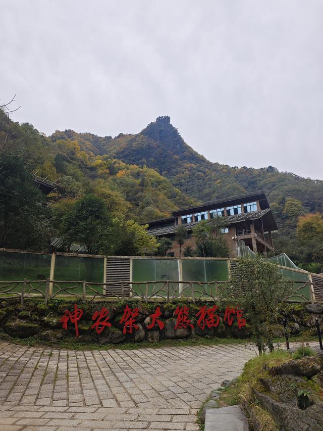 官门山遇熊猫爵爷：黑猿抱臂迎客，清溪漫谈秋日闲