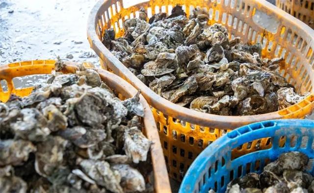 长乐开海季来袭！抢“鲜”一步：体验海鲜“扑腾”+绝美风景大片