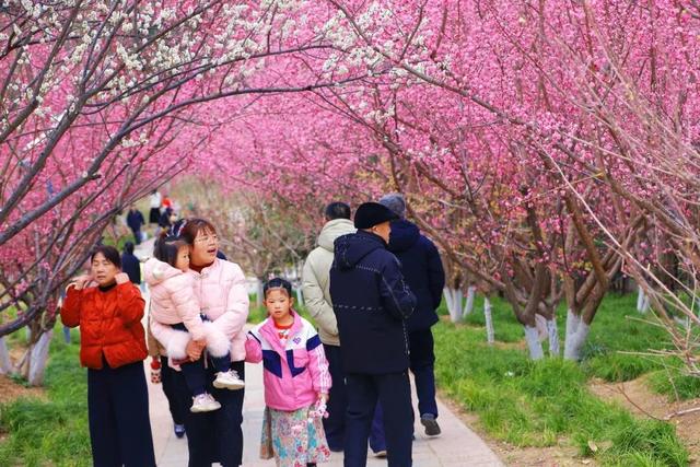 三八节的黄河公园上村苑：花如海，人如潮，女神与春光共倾城