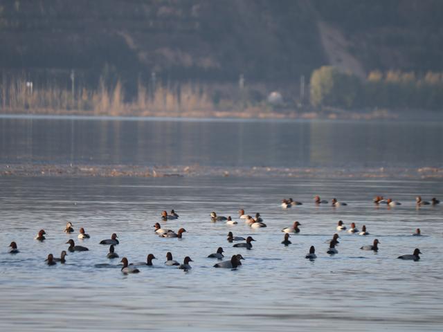 黄河岸的冬日狂欢！浩吉大桥下，藏着三门峡最惬意的周末时光