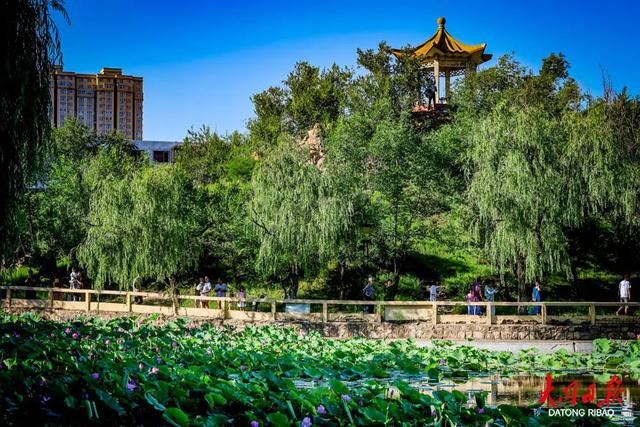 “荷”其惊艳!大同公园这波风景美呆了~