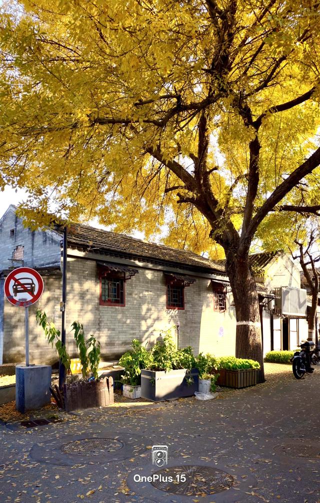 一加15体验：影摄北纬39度线的城市之秋