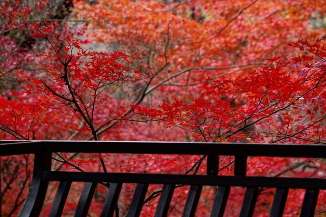 再不去就亏了！恩施这5个秋日秘境，第一个就让你惊艳到说不出话