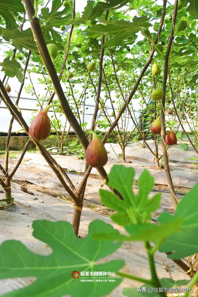 秋天的第一口甜,何必远方?临夏市大庄村的“养颜果”甜到心坎里~