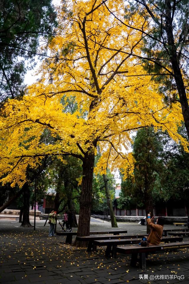 不卷秋景卷冬景！三孔景区的银杏，藏着最治愈的金黄秘境