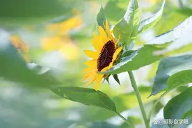 32个哲理金句，渡了无数人图片