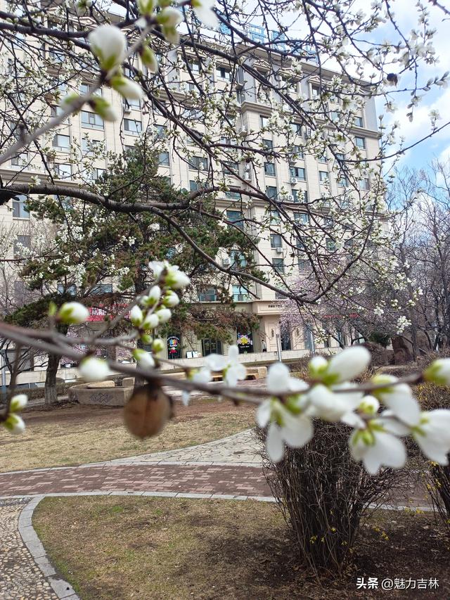 春雨润新园，繁花赴春约 ，在繁花满枝的春日里，遇见最好的自己