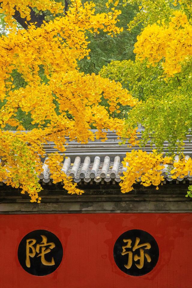 听说北京的古寺，更配北京秋日的银杏，这个古寺你去过吗？