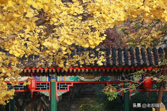 当古建红 遇上银杏黄，是深秋最动人的调色盘