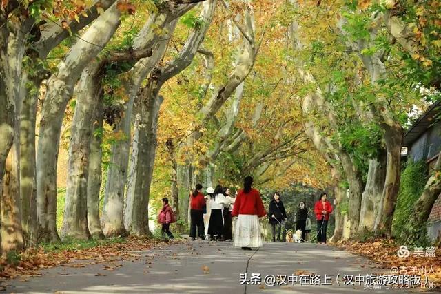 汉中老厂区的梧桐大道,太火了!