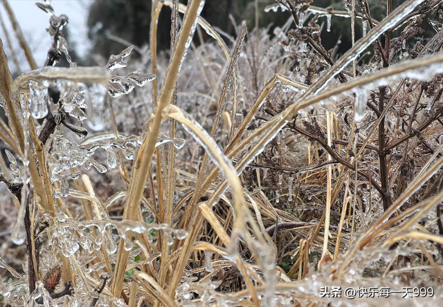 “最怕三九晴又暖	” 今年三九太反常 连续晴天，有啥预兆？农谚咋说