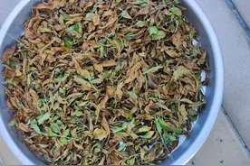 我用新鲜的散沫花叶染白发与打成粉末再染白发作对比：各有优缺点图片