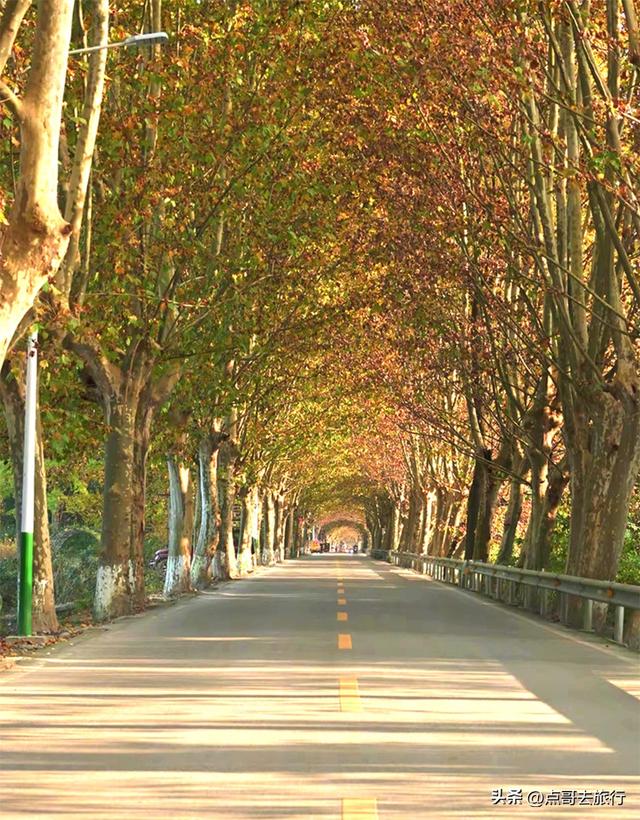 成都4大梧桐观赏地，17公里金色隧道，超级壮观，地铁公交直达！