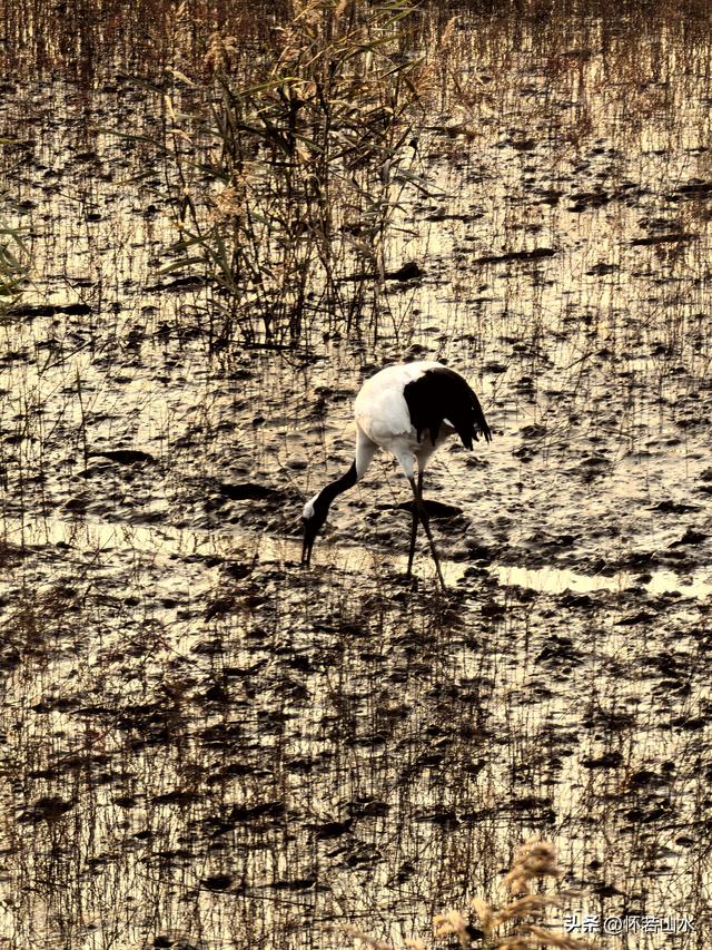 2025辽宁赏秋之旅日记(6)——到辽河口中国最北海岸线看日出 观鸟